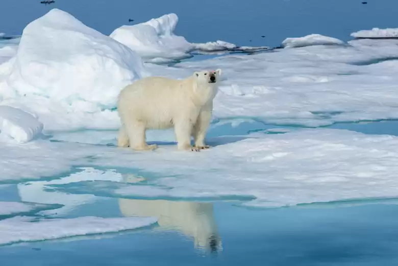 Ile de l Ours